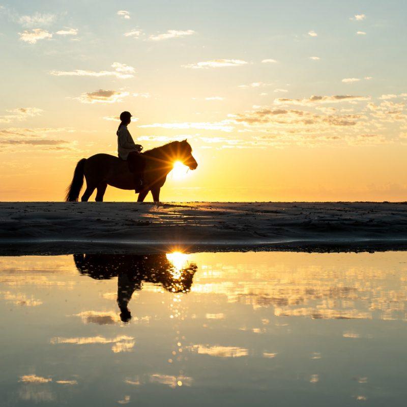 Horse Riding